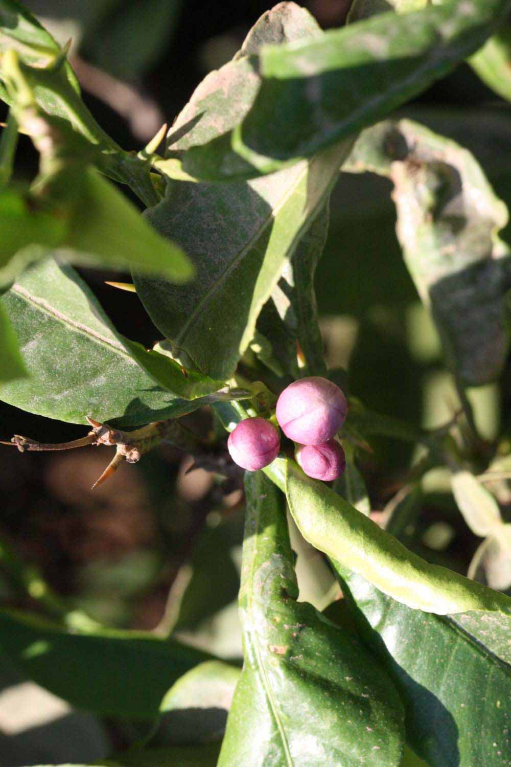              Flower (Riverside, CA)       